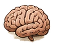 A brain, drawn in cross-section